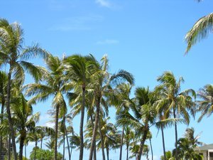 palm trees!!