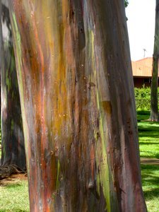 rainbow eucalyptus tree