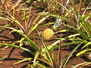How pineapples grow