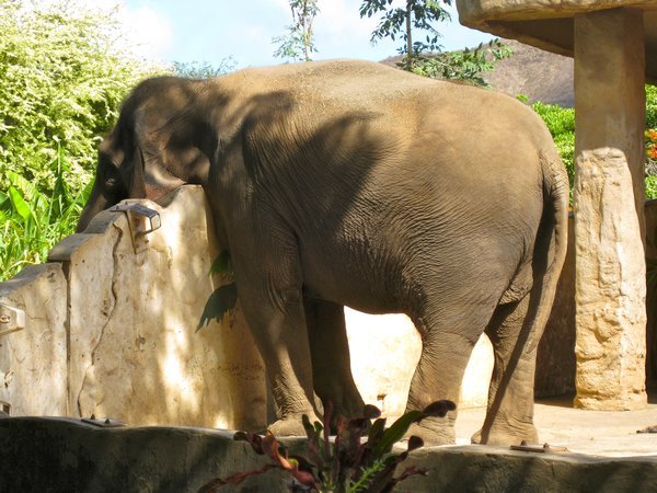 love elephants