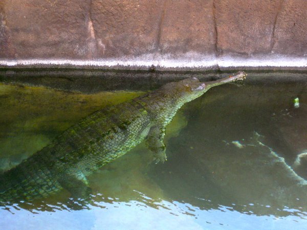 aliigator
