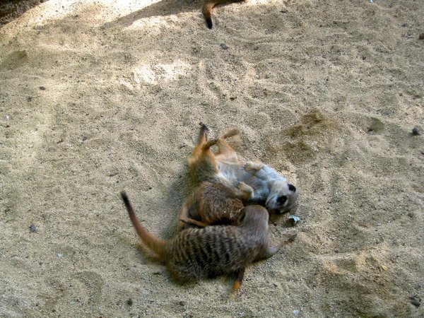 meercats playing