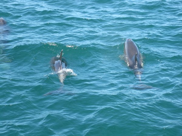 dolphins!!!