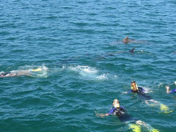 People swimming with dolphins
