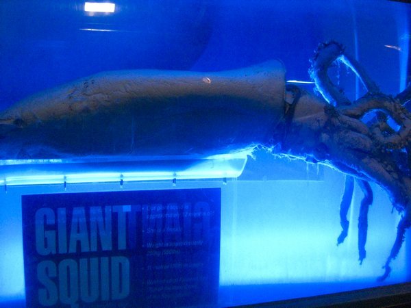 big squid