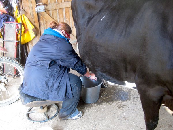 Milking a cow