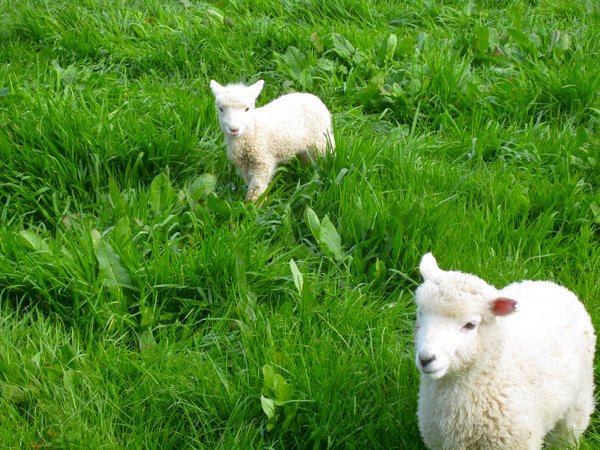 baby lambs!