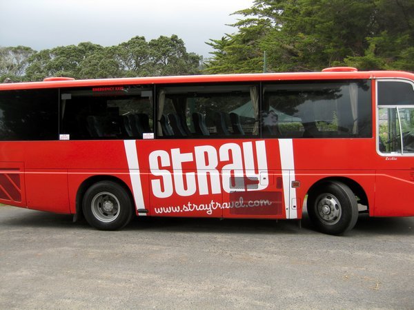 stray bus