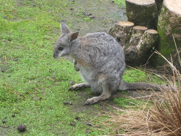 a wallaby!