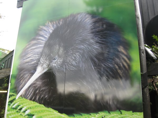poster of a kiwi