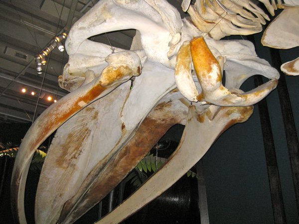 giant whale skeleton