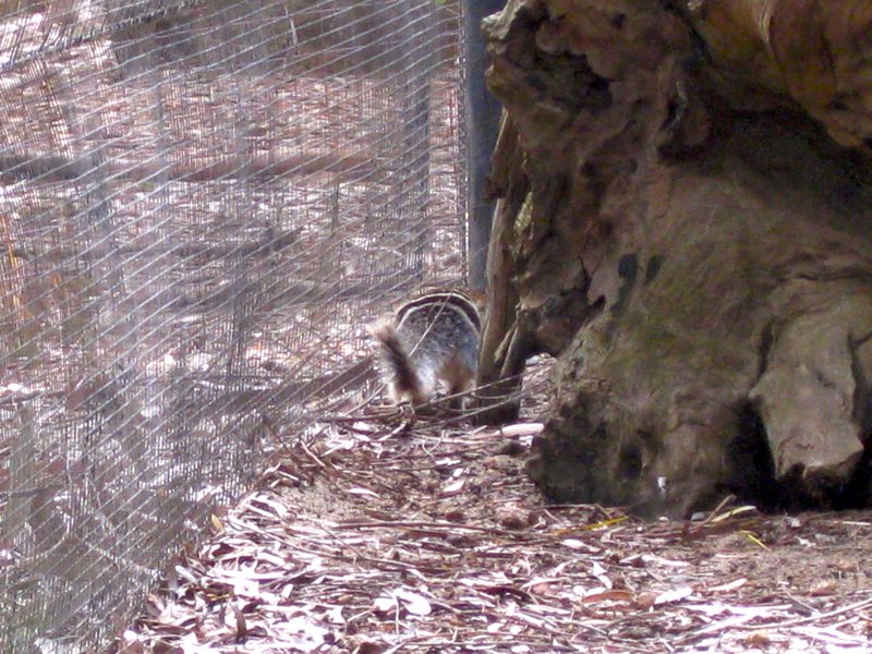 back of a numbat