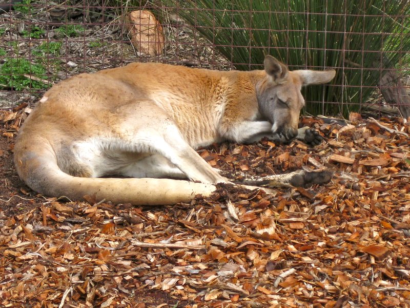 lazy kangaroo