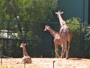 more giraffes