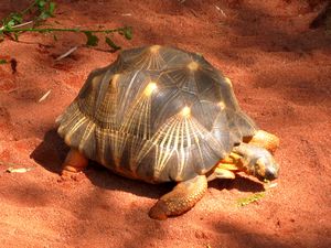 tortoise
