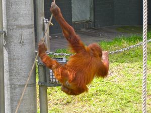 Orangutangs