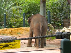 asian elephant's butt