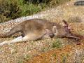 dead kangaroo