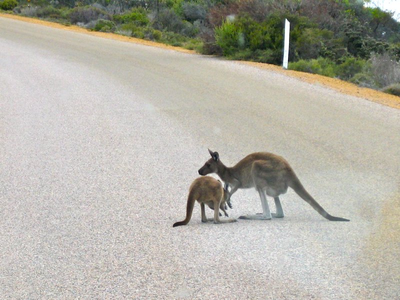 kangaroos on the road