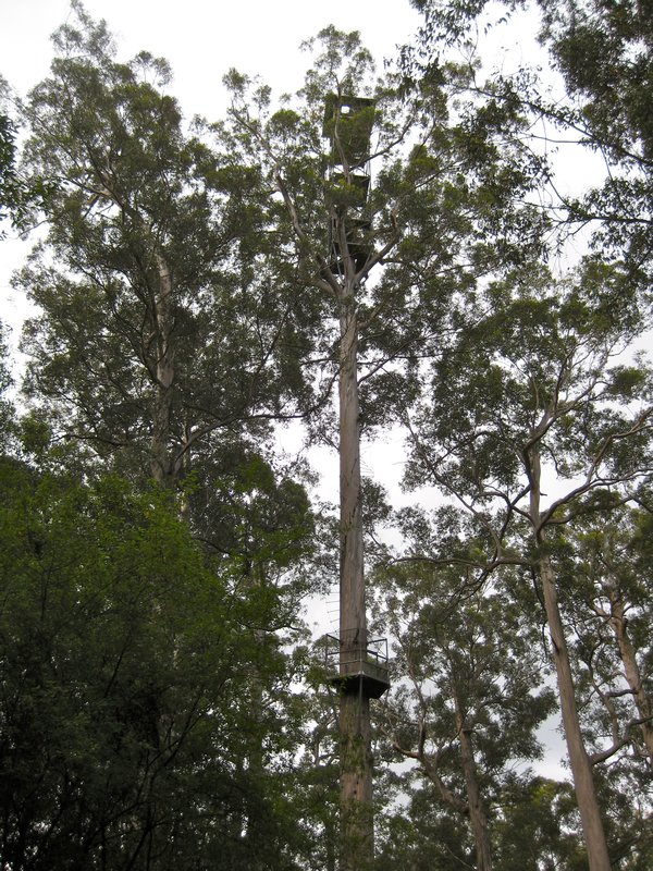 bicentennial tree
