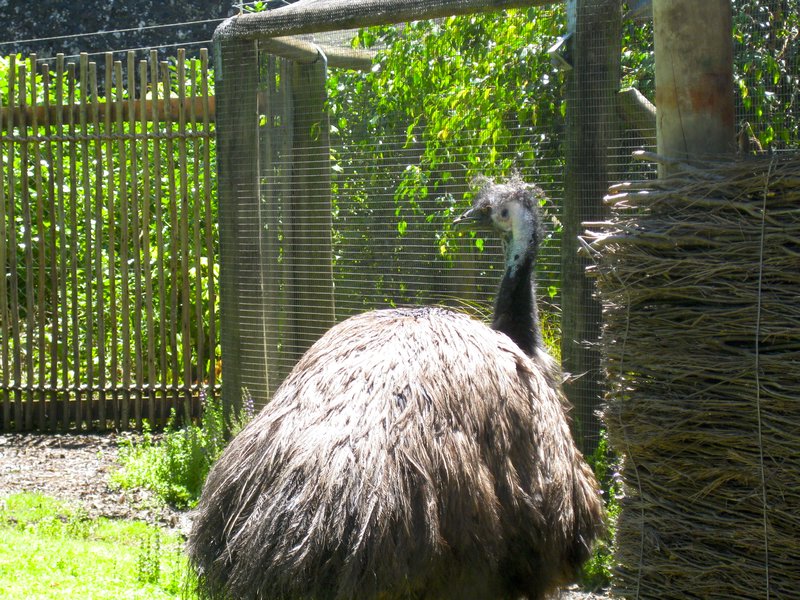 emu's are weird looking