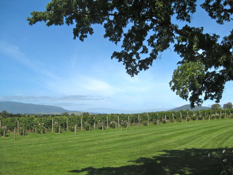 Domain chandon vineyard