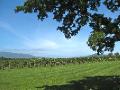 Domain chandon vineyard