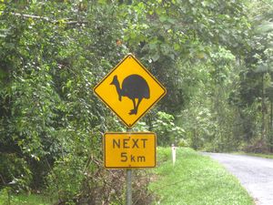cassowary crossing...we didn't see any