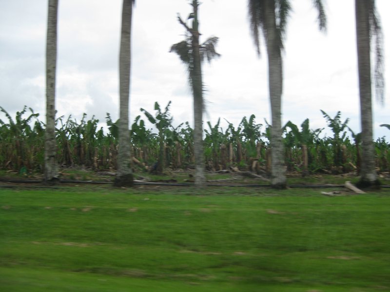 banana trees hit pretty bad