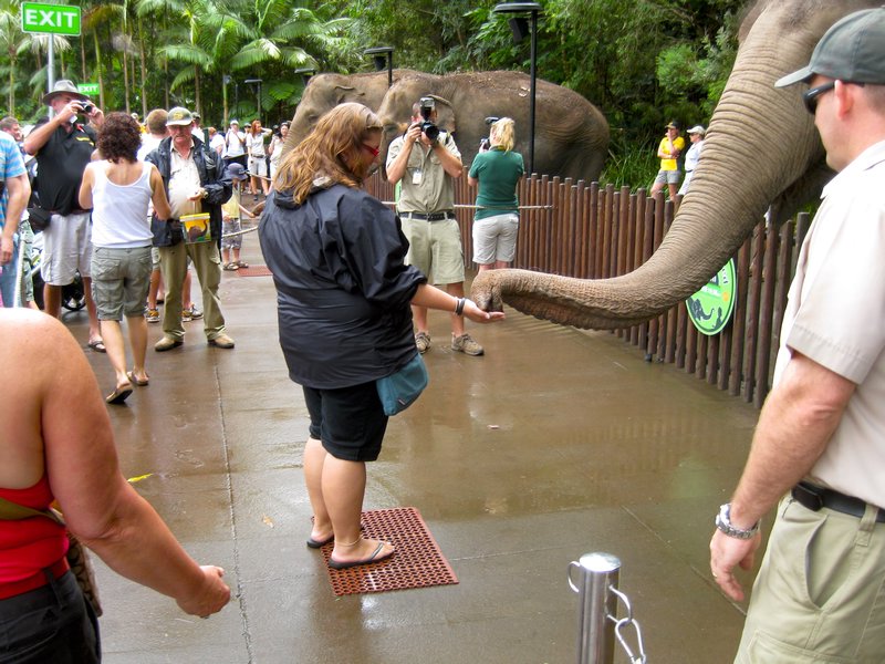 me feeding an elephant