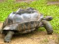 big turtle