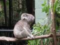 Cool koala