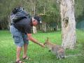 dad feeding a wallaby