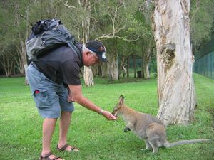 dad feeding a wallaby