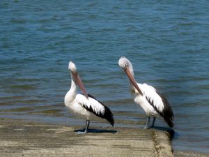 big pelicans