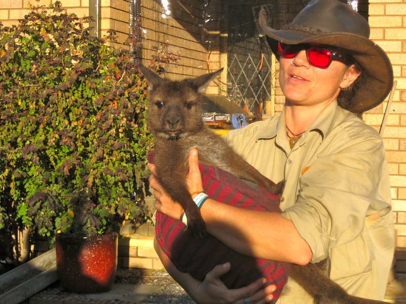 the cutest ever brown kangaroo