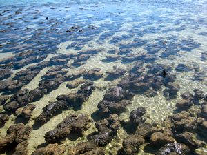 stromatolites