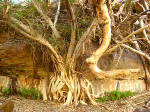 cool tree roots