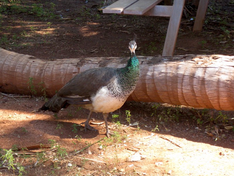 peacocks at the roadhouse