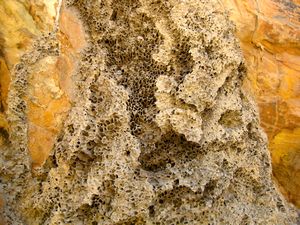 inside a dead termite mound