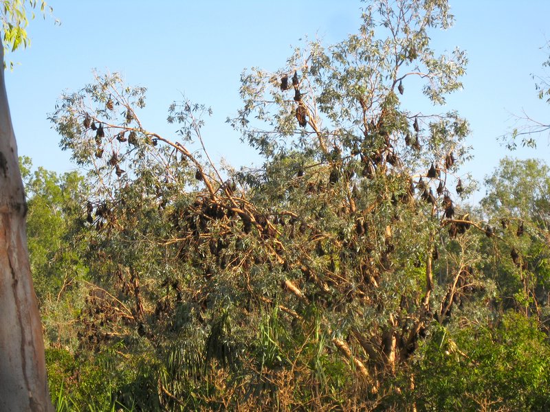 bats in a tree