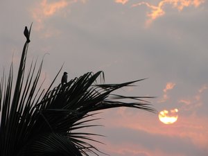 Sunrise, Birds