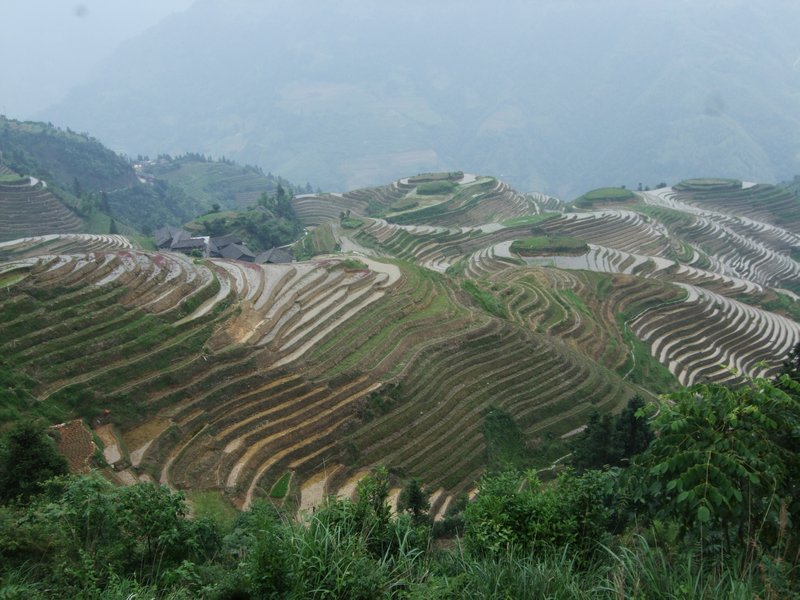 Longji Terraced Fields