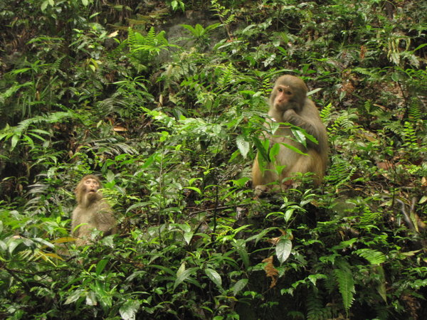 Monkeys - They were a lot of fun to watch
