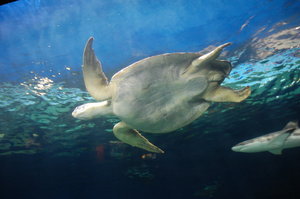 Sea Turtle at the Aquarium