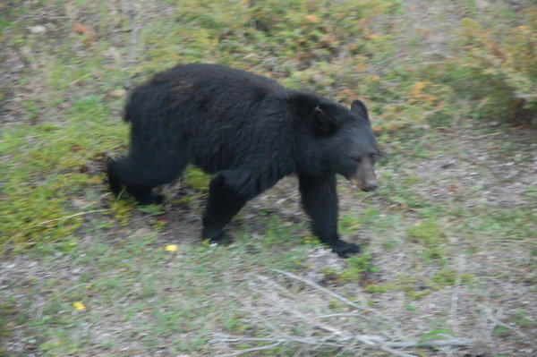 Black Bear along the Icefield Highway