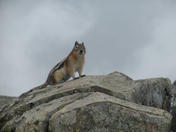 Marmot on top of the Mountain
