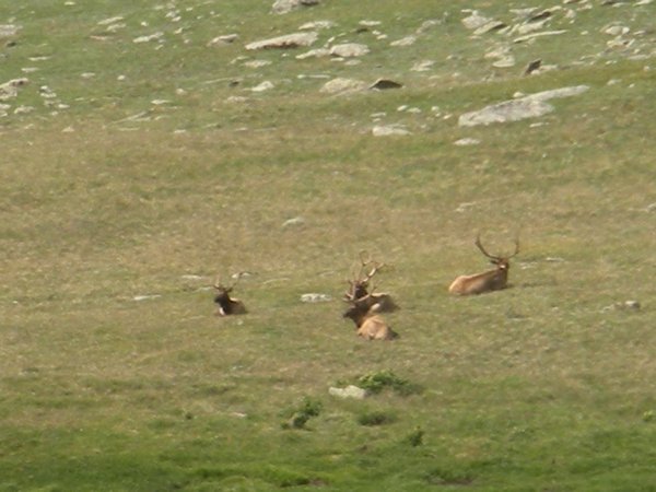 Elk Along Trail Ridge Road