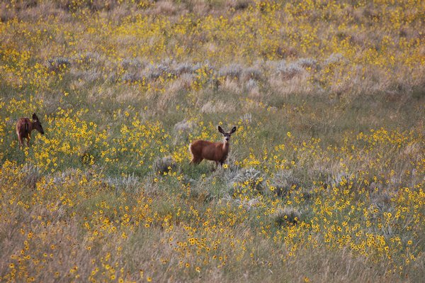 Elk at the Base of the Dunes