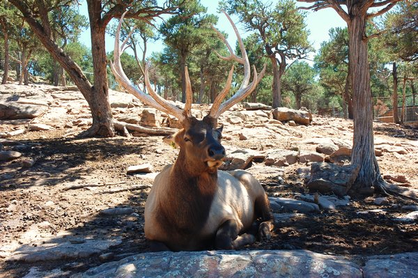 Elk in Wildlife Area